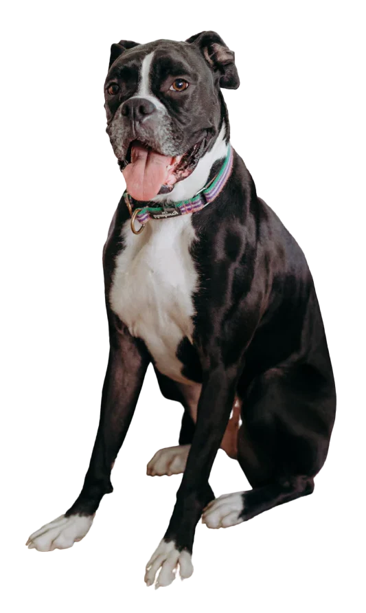 Larger than 60 lbs.